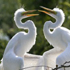 Koshi Tappu Wildlife Reserve